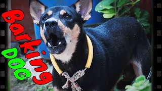 How Dog Reacts When Seeing Stranger 31  Running Barking  Viral Dog [upl. by Hermia]