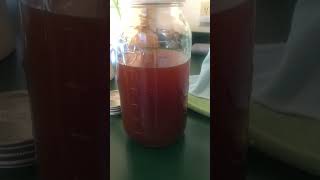 Reishi Tincture exploremore garden herbs reishi extraction [upl. by Eade]