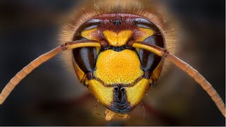 CloseUp The Bee [upl. by Aneres168]