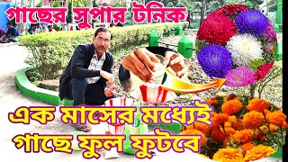 ঘরেই তৈরি করুন সুপার টনিক। মাত্র ১ মাসের মধ্যেই গাছ বড়ো হয়ে ফুল আসার গ্যারান্টি।Apply Super tonic [upl. by Lubbock245]