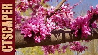 REDBUD Cercis canadensis Forest Pansy [upl. by Pietrek927]