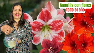 ¿Tus amarilis no florecen Secreto jardinero revelado amarilis [upl. by Jordana319]