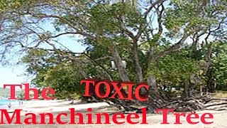 The TOXIC Manchineel Tree [upl. by Stafani701]