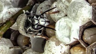 Bald Faced Hornets HUGE Nests Yellow Jacket SWARM Wasp Nest Removal [upl. by Shaff430]