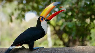 Toco Toucan amazing birds in the world  Toco Toucan Birds Adaptation [upl. by Rask391]