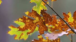 Autumn Frenzy  Positive Vibes Forest Tree Leaves Fall Journey [upl. by Namron]