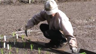 Ladybug Daylilies Fall Planting 2009 Part 22 [upl. by Ruby]