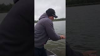 Andrew hojuje suma wędkarstwosumowe fishing sum wędkarstwo catfish płock [upl. by Kaela323]