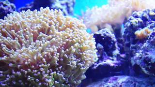 Sohal Tang Tims Reef HD [upl. by Elicia264]