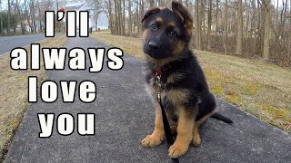 German Shepherd Puppy  Watch this before getting one [upl. by Pennie]