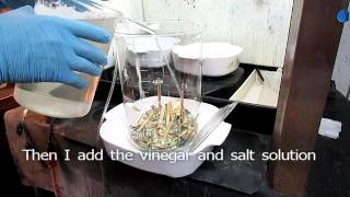 How To Recover Gold From Computer Scrap With Salt And Vinegar 1of3 [upl. by Acilgna]