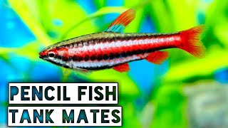 Pencilfish tank mates  Beckford pencilfish tank mates [upl. by Anerol]