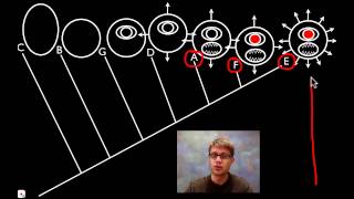 Cladograms [upl. by Aramahs]