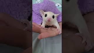 Cute and adorableSugar Glider ytshorts short sugarglider petlover [upl. by Boucher]