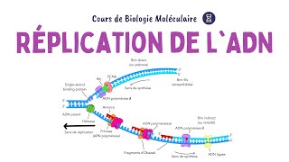 RÉPLICATION DE LADN  ACIDES NUCLÉIQUES  Biochimie Facile [upl. by Eveleen38]