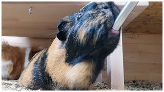 Guinea Pigs Drinking Water Compilation [upl. by Shama140]