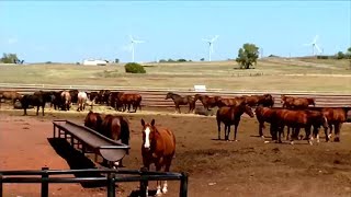 Eye on Agriculture Horses deaths linked to bad feed [upl. by Thorrlow108]