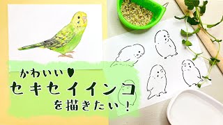 セキセイインコのかわいい♡描き方【ペンと水彩イラストの2パターン】How to draw a cute budgie🐥 [upl. by Giffie933]