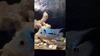 Floran Fish play playing aquarium relaxing water single fish fishingvideo play subscribe [upl. by Somerville]