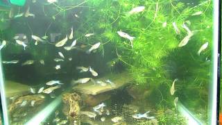 Japanese Blue Swordtail Guppies [upl. by Ettenej]