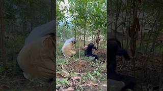 Cassava harvest failure PART 1 shorts bushcraft outdoor survival viralvideo camping forest [upl. by Sharline315]