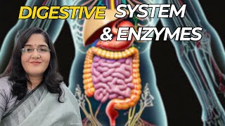 Digestive System and Enzymes  Human Physiology Part1 [upl. by Bille179]