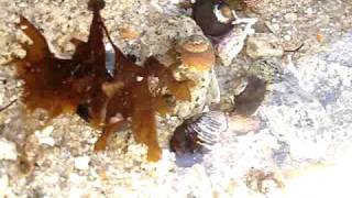 Monterey hermit crabs amp sand crabs [upl. by Schroeder]