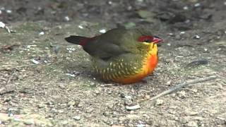 Zebra Waxbill [upl. by Sirtimed]