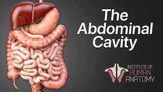 Anatomy Masterclass The Abdominal Cavity [upl. by Aserat]