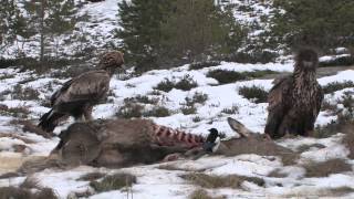 Whitetailed Eagle and Golden Eagle [upl. by Murtha66]