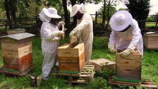 Comment débuter en apiculture avec Beeopic [upl. by Erotavlas]