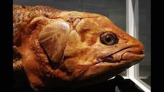 The Coelacanth Fish Living Fossil [upl. by Amoihc870]