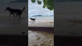 Lucky she so happy My Dog Ranong Koh Phayam [upl. by Manard]