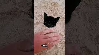 he was playing on the beach until this cat appeared 😂 [upl. by Bracci]