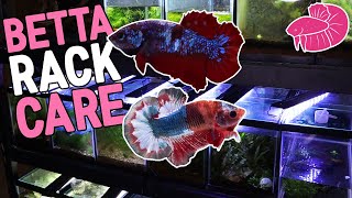 Separating Betta Fry Fish Breeding Rack Maintenance [upl. by Ihculo727]