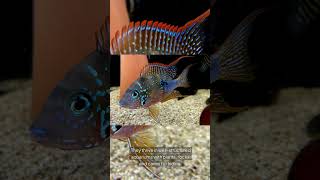 The Ellioti Cichlid Thorichthys Ellioti [upl. by Swehttam863]