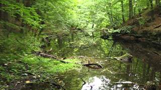 Aquarium Ideas  natural biotope of karst spring [upl. by Christyna125]