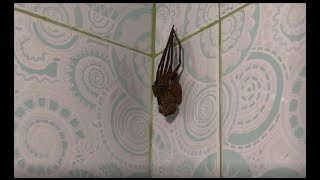 Huntsman Spider  Molting [upl. by Yedok889]