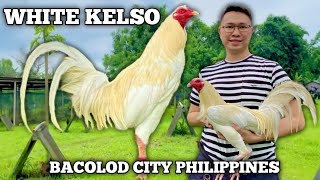 WHITE KELSO  JML FARMS Bacolod  James Marquez Lim  Quality Gamefowl in the Philippines [upl. by Ayenat]