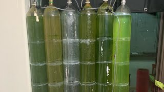 Save the planet 🌍 Algae bio reactor diy system [upl. by Yebloc]