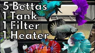 Betta Condo 6 gallons for each fish [upl. by Any929]