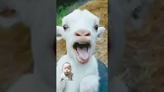 haaaaaa goat babygoats funny goatgoat cute animals sheep goatsworld littlegoat shorts [upl. by Reni]