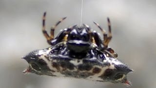 Gasteracantha cancriformis Gasteracanthini Spiny OrbWeaver Spider  Aranha espinhosa [upl. by Salomone]