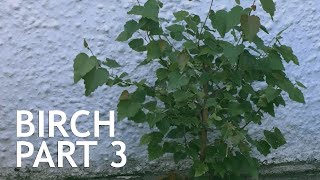 Birch from the quotGrow Itquot Bonsai Seed Kit Part 3 [upl. by Adriano303]