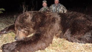 Alaska Brown Bear Hunts [upl. by Wyn]