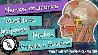 NERVOS CRANIANOS  Sensitivos Motores e Mistos  Origens e funções [upl. by Atnahs108]