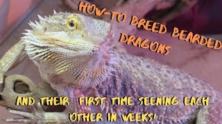 Breeding Bearded Dragons [upl. by Dot]