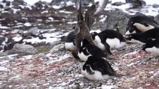 Skua eats chick penguin [upl. by Ibib]