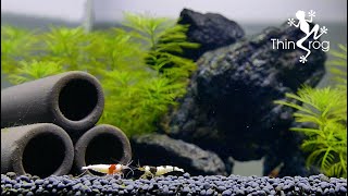 Setting Up New Shrimp Tank [upl. by Leirraj404]