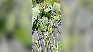 Staging Soybeans for Fungicide at the R3 Growth Stage [upl. by Elocaj]